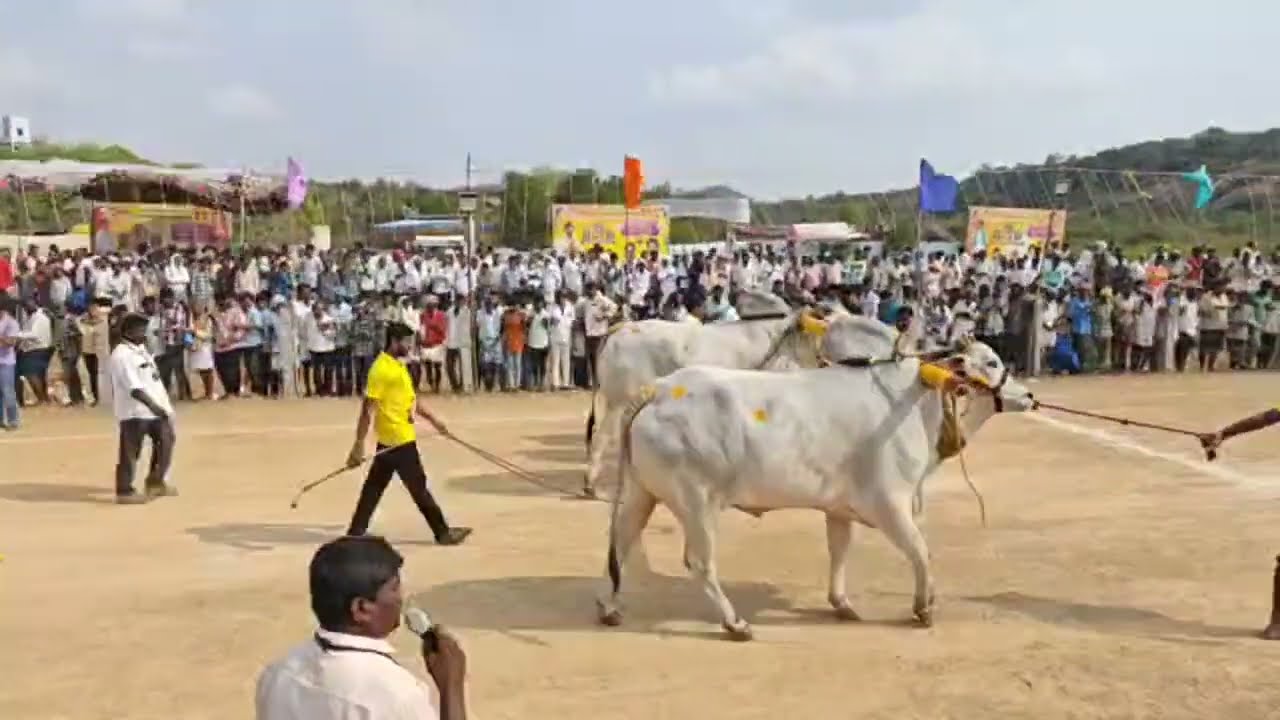 Rk bulls (వీర నరసింహ _ సమరసింహ) న్యూ కేటగిరీ వెలుగొండ 2025