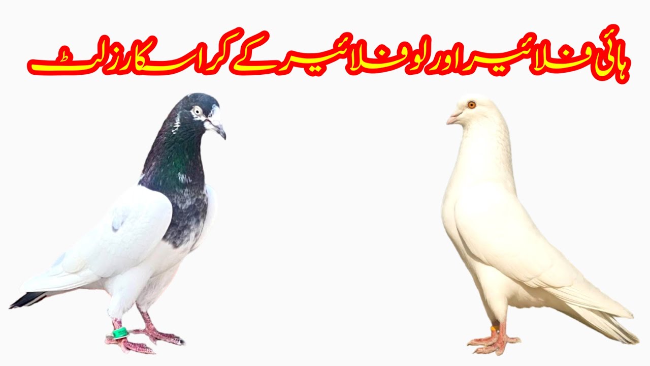 High Flyer Aur Low Flyer K Cross Ka Result Kis Hota Hai || Afzaal Pigeons
