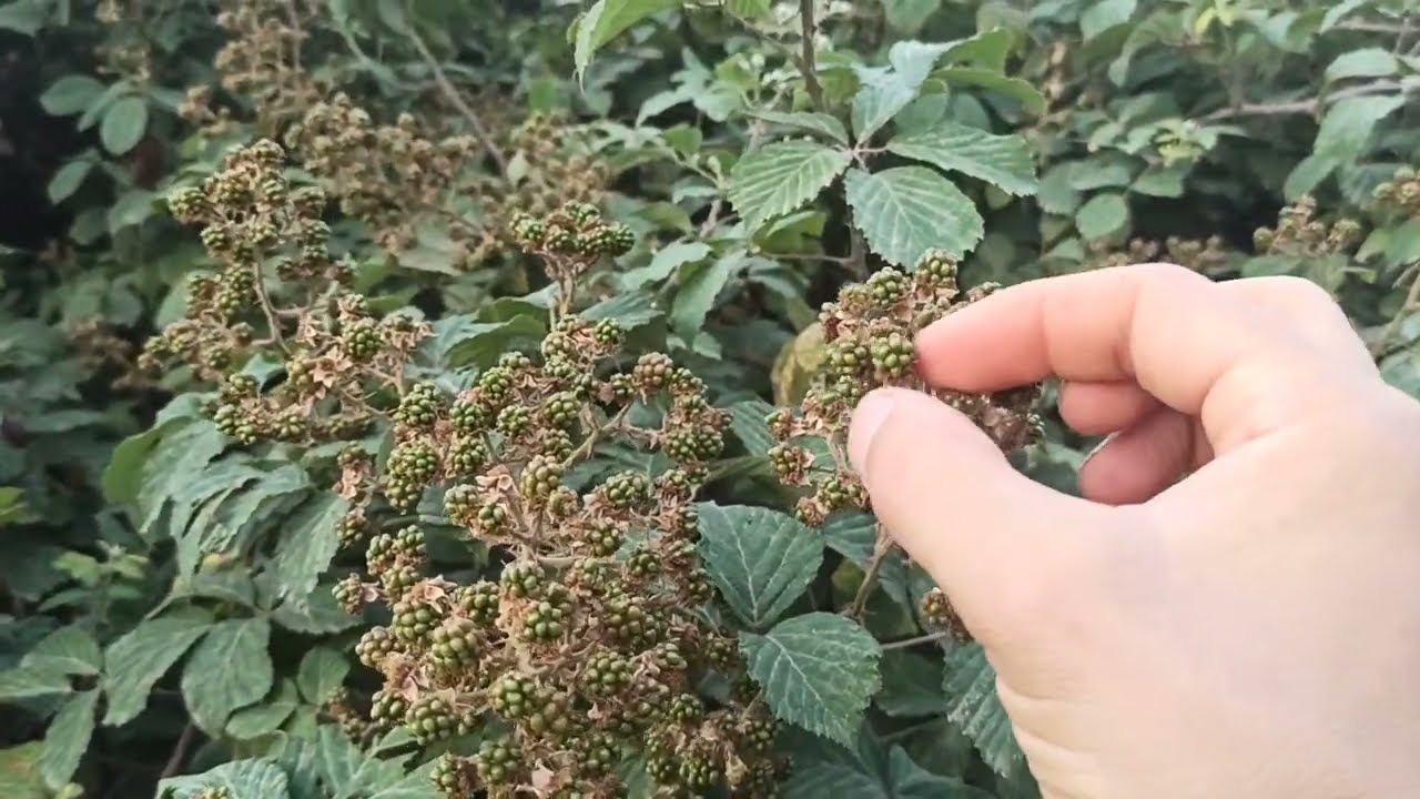 توت العلايق