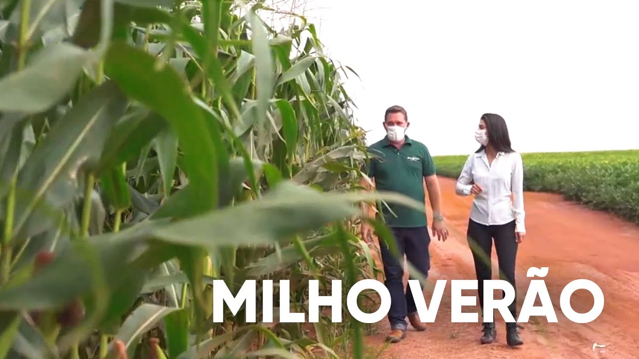 MILHO VERÃO - PROGRAMA #04 - AGRO EM FOCO TV DIGITAL - 04/03/21
