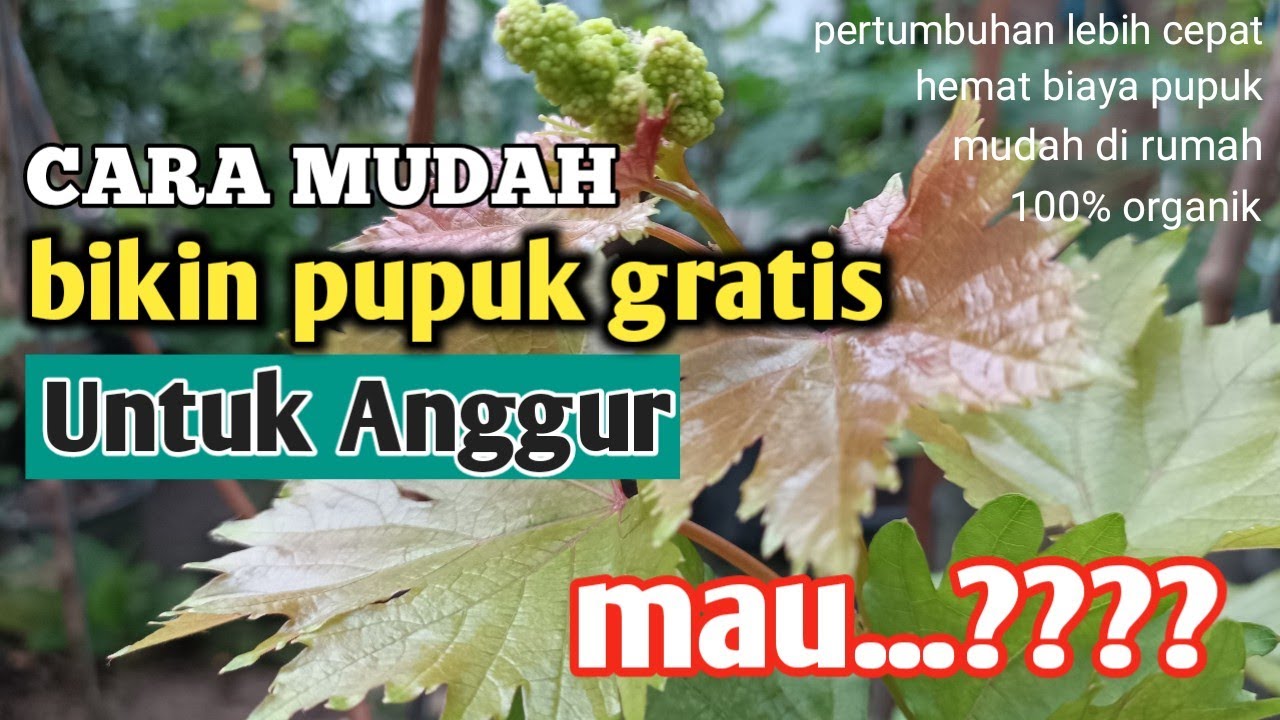 JARANG DIKETAHUI !!! pupuk gratis tanpa repot untuk anggur, bikin subur dan gampang berbuah