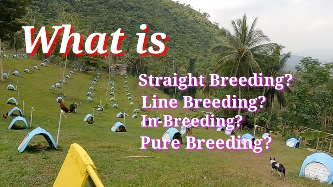 EP347: What is Straight Breeding, Line Breeding, InBreeding or Pure Breeding?