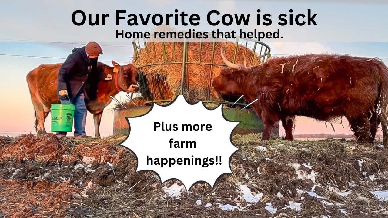 Our Favorite Cow Got Sick, Home Remedies that Helped
