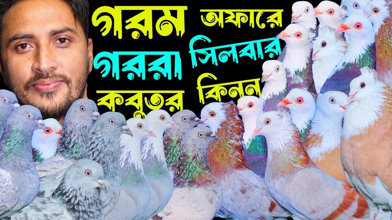 গরম অফারে গররা,কালদম,সিলবার,রেসার কবুতর কিনুন | বাকবাকুম পায়রা | Pigeon video |
