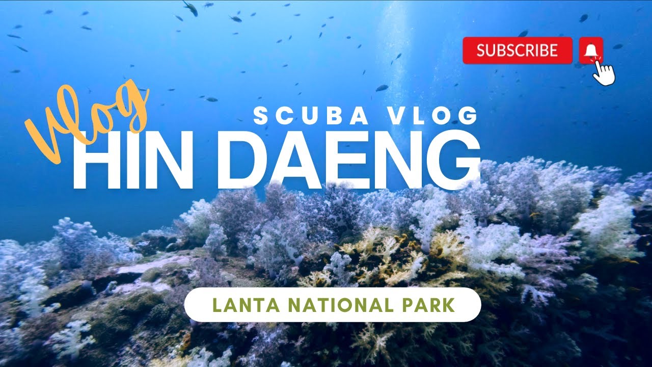 HIN DAENG Dive Site : Where you can find Carnation Coral in Thailand
