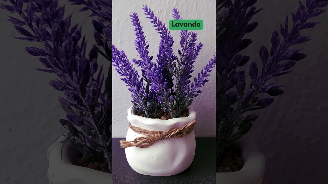 5 Plantas Repelentes de Mosquitos #shorts #dicas #plantas