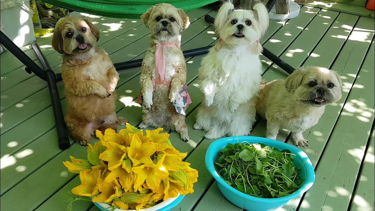 GĐ các bé thu hoạch bông bí vi cá||The babies' family harvests the figleaf gourd flowers.