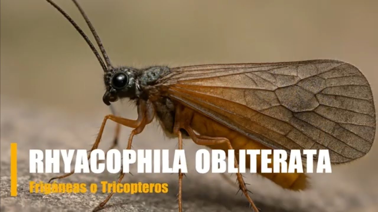 🎣 Montaje “RHYACOPHILA OBLITERATA”