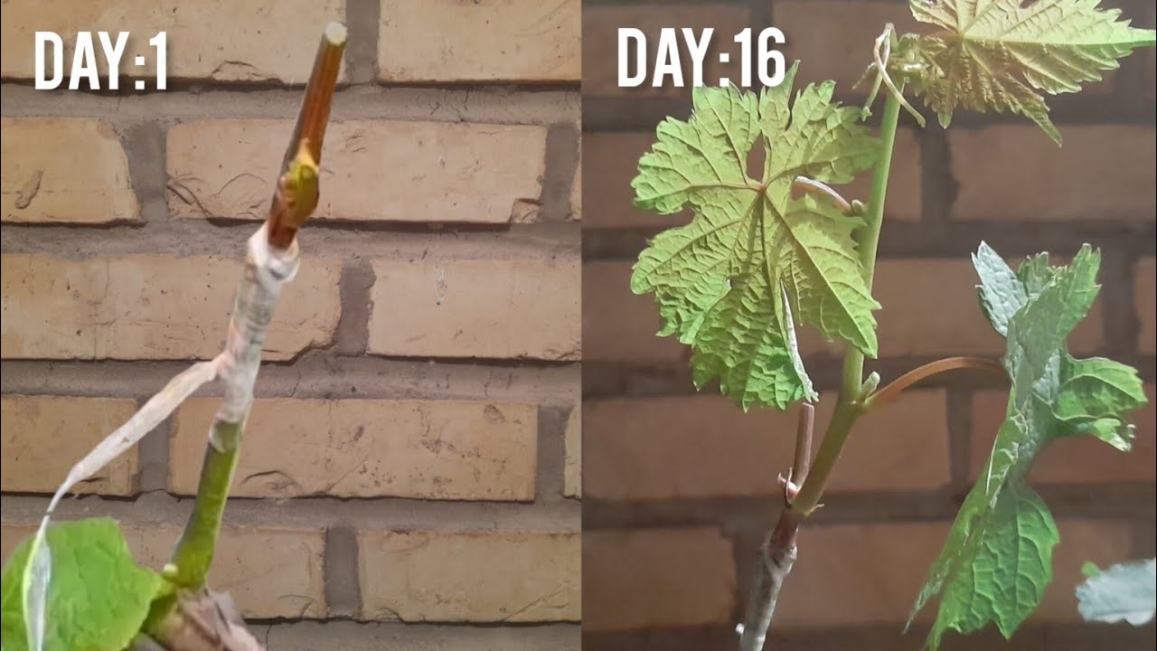 پیوند اسکنه ی سبز انگور با نکات و مراحل رشد Grafting green grape vines with growing tips and stages