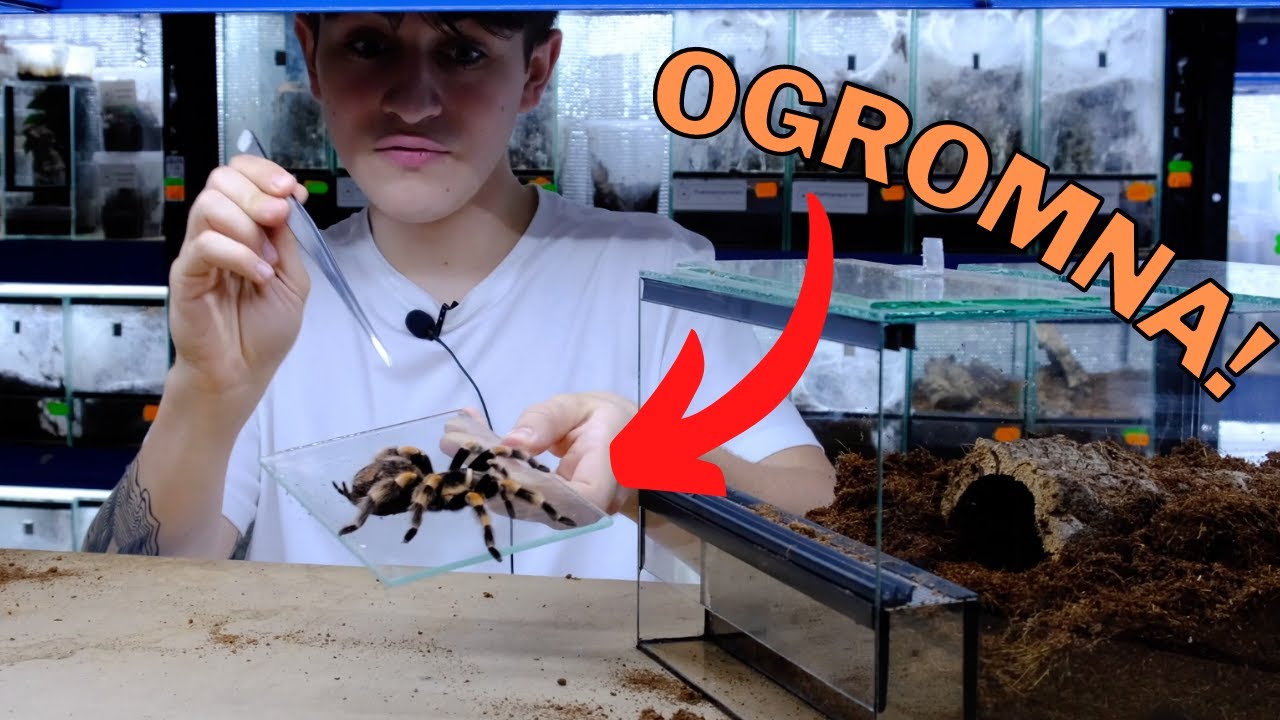 ILE WARTA JEST MOJA HODOWLA PTASZNIKÓW? *Pytania od widzów* |ARACHNOHOBBIA|