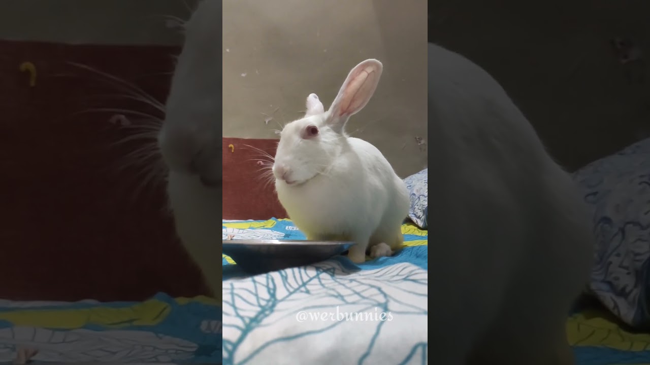 burp 🤭 #bunnies #rabbit #bunny #cutebunny #bunnybaby #cute #ytshorts #2023 #baby #new #chui #baby