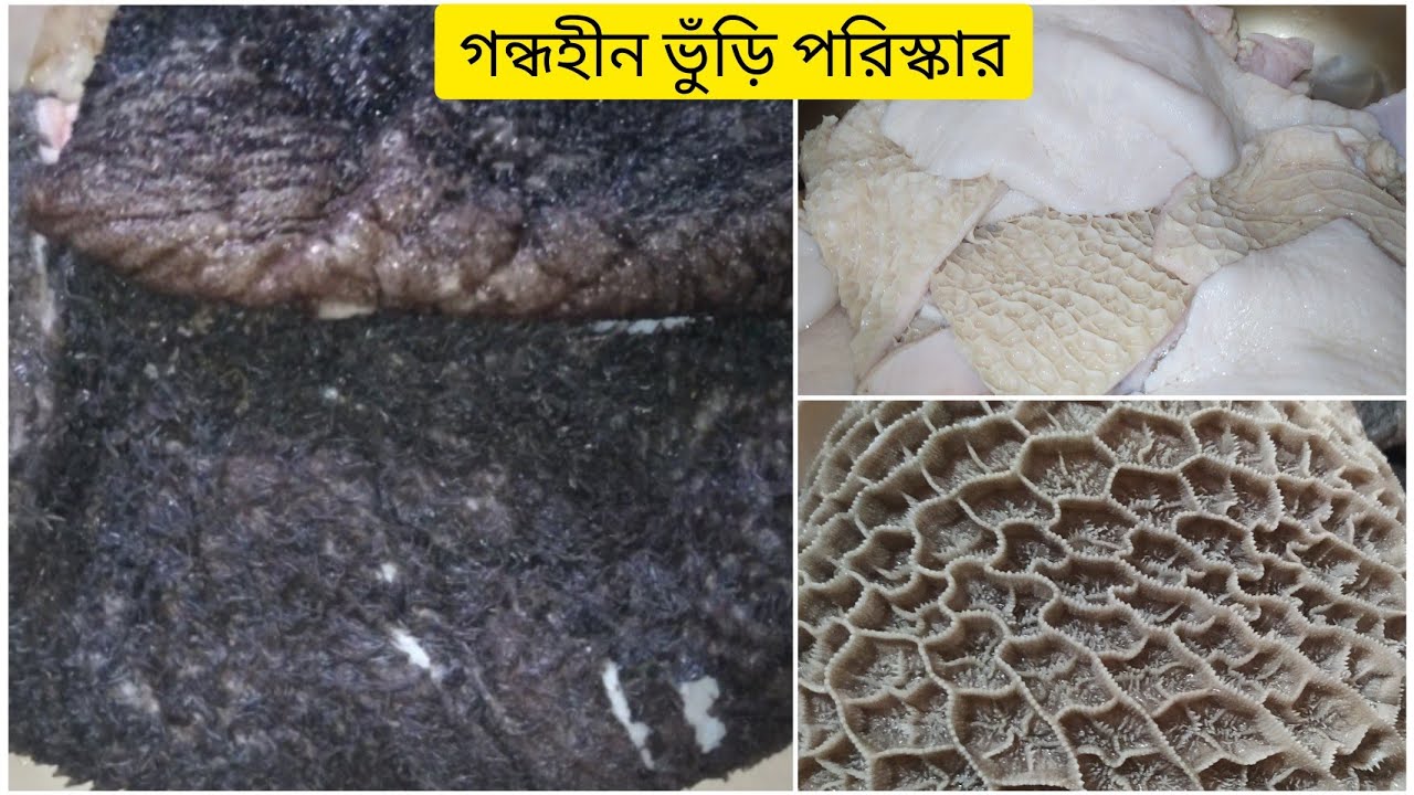 ছোট একটা টিপস অনুসরণ করে বট/ভুঁড়ি পরিস্কার করলে একটুও গন্ধ থাকবে না।২ ভাবে খুব সহজে বট পরিস্কার।