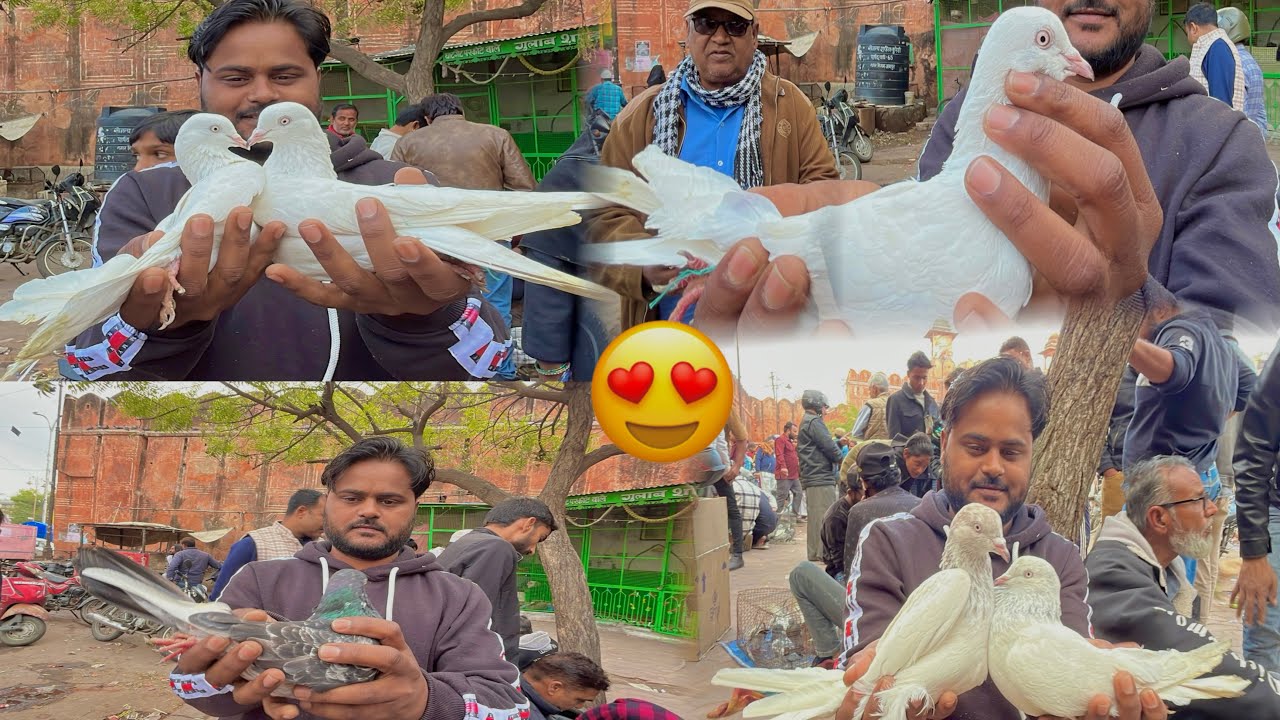 Jaipur Chowk pigeon market 🕊️🤗￼ [23/1/26] 