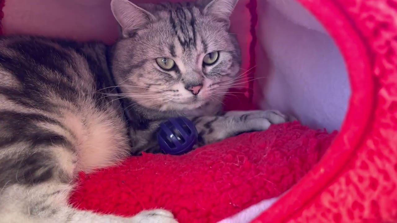 好きな場所に入る猫
