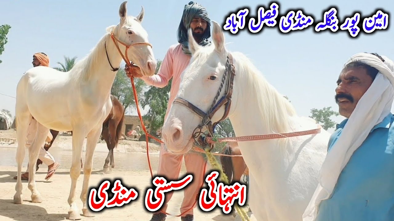 Horse Mandi Amipur Bangla Faisalabad | Mushka Ghora | Horse For Sale In Pakistan