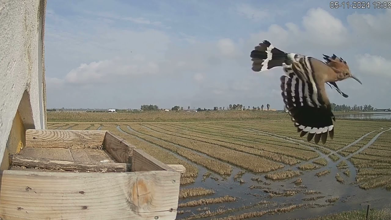 La abubilla quiere entrar -Riet Vell SEOBirdLife - Upupa epops - Eurasian Hoopoe