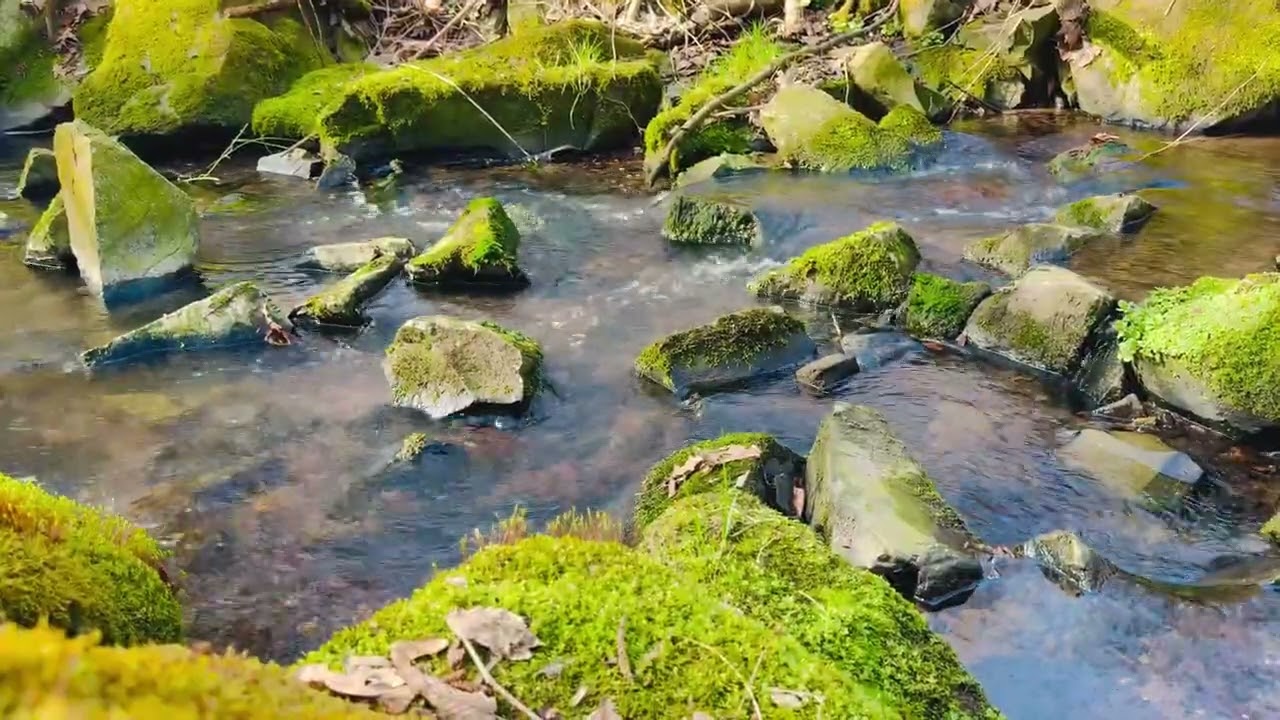Deep Relaxation, Focus and Sleep Real Nature sounds . No AI Videos