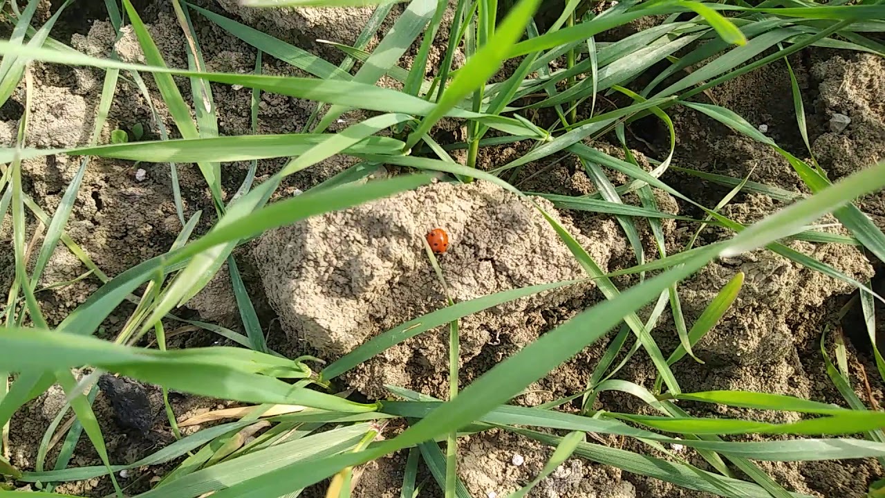 Fine accestimento grano tenero 27 febbraio  2021