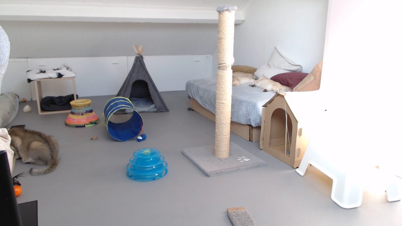 Saar en haar kittens deel 2 vrijdag 26 maart