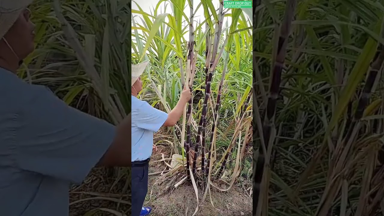 Dual-Blade Sugarcane Leaf Remover 🌿🛠️