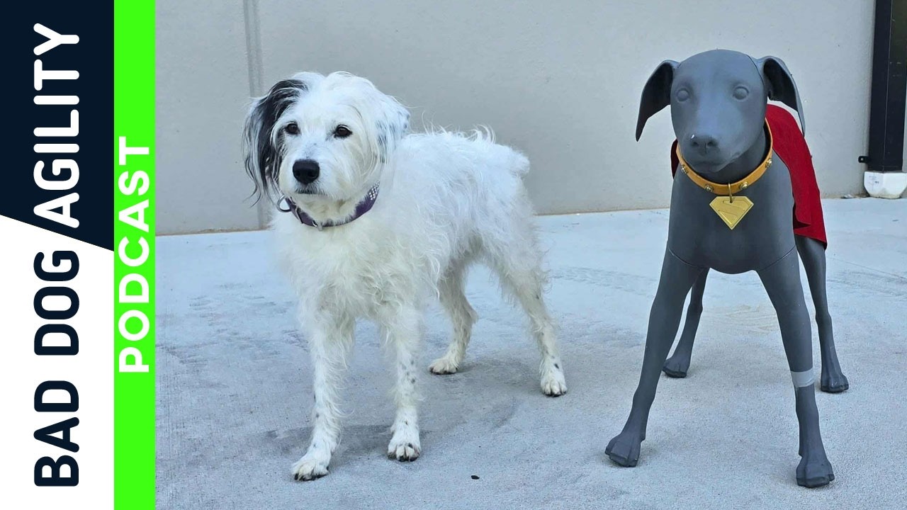 368: From Agility Ring to Superman’s Superdog!