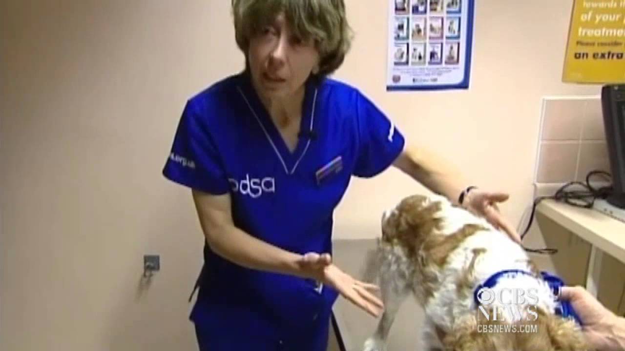 U.K. pet owners fight back against animal obesity