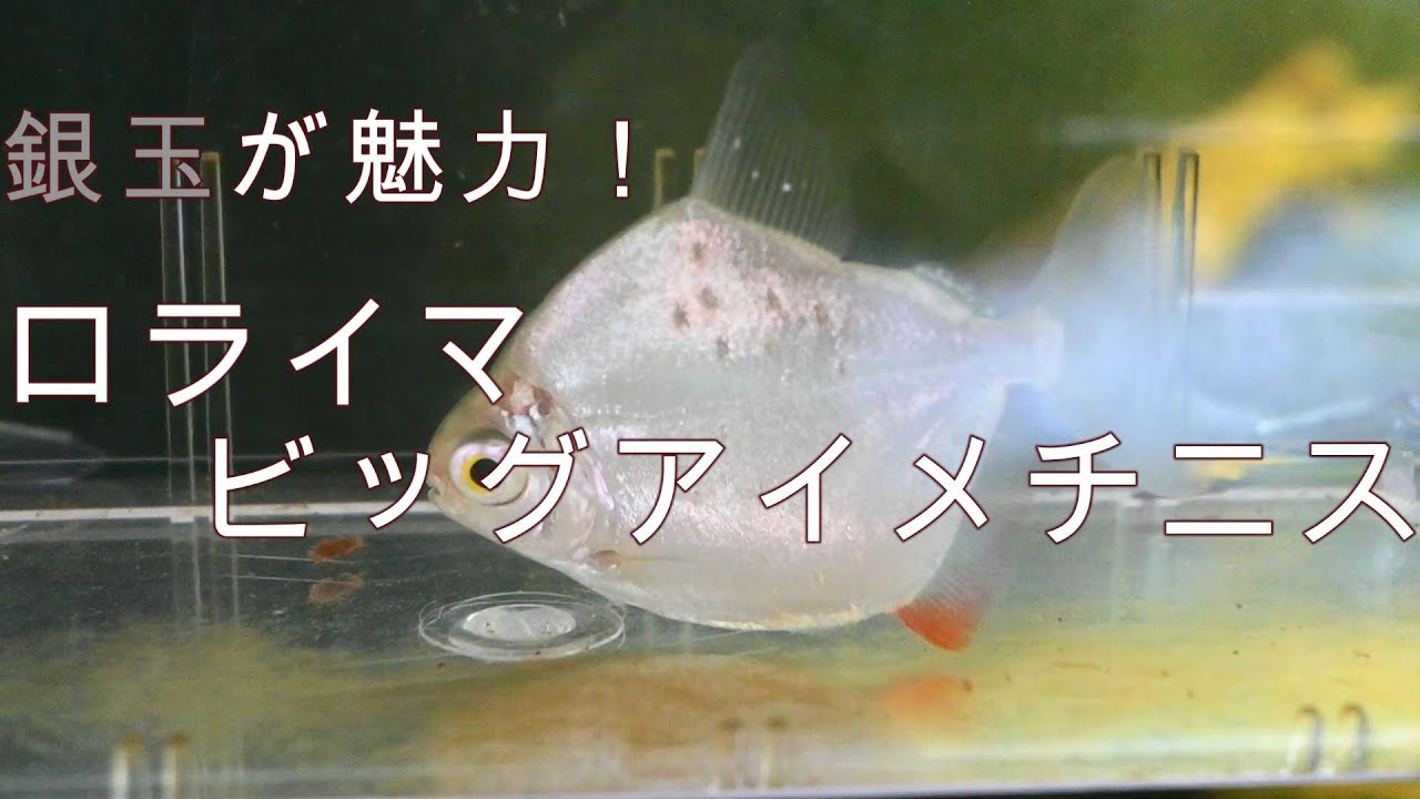 魅力的なメチニスが来たぞ！ロライマビッグアイメチニスのご紹介