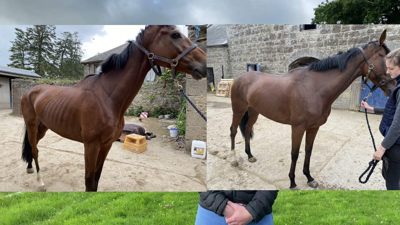 John and Gillian Ryan Race horse trainers in Co Tipperary