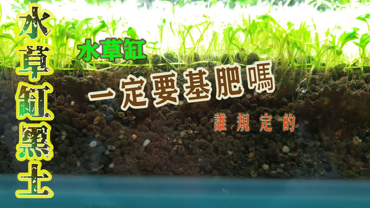 #水草種植篇6~誰說種水草一定要放肥料 跟打二氧化碳 有辦法通通不用..