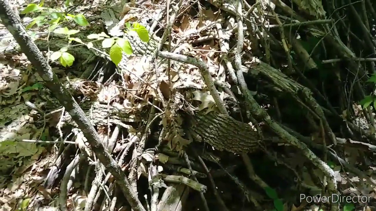 Bigfoot structures everywhere!!!