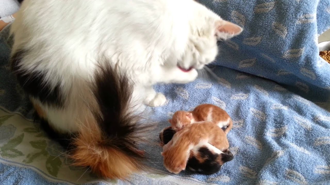 Chatons 1er jour de naissance