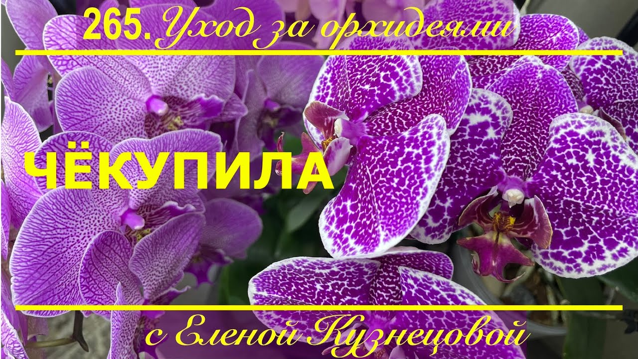 ЧЁКУПИЛА для орхидей?! Кто ищет, тот всегда найдёт!