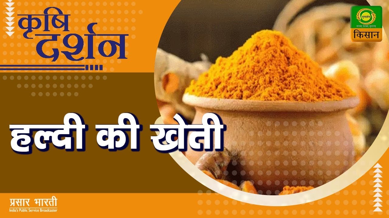 कृषि दर्शन : हल्दी की खेती
