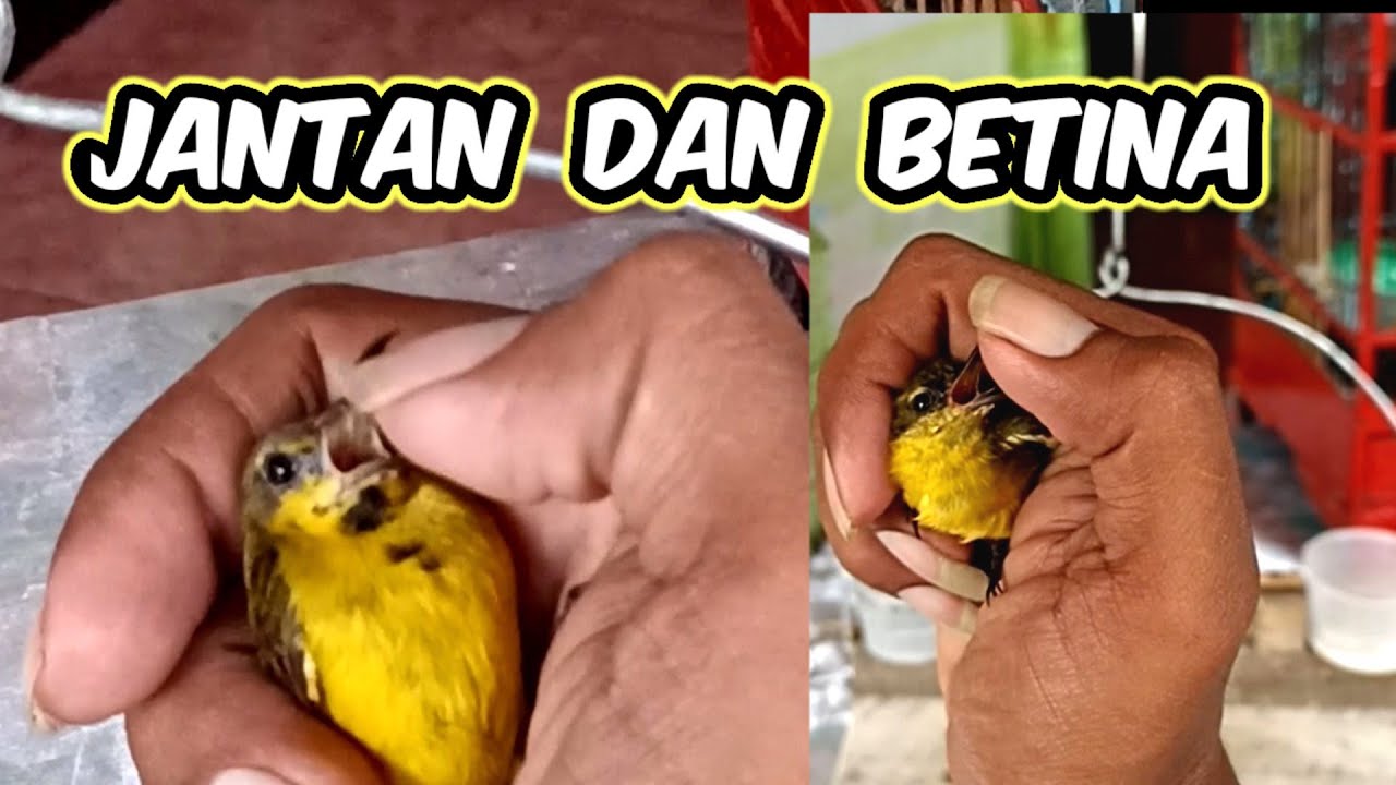 cara membedakan burung sogok ontong jantan dan betina