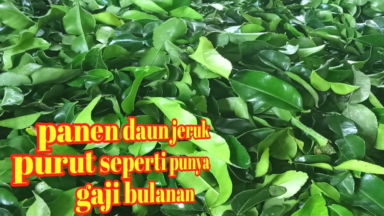 Cara panen daun jeruk purut yang berkualitas