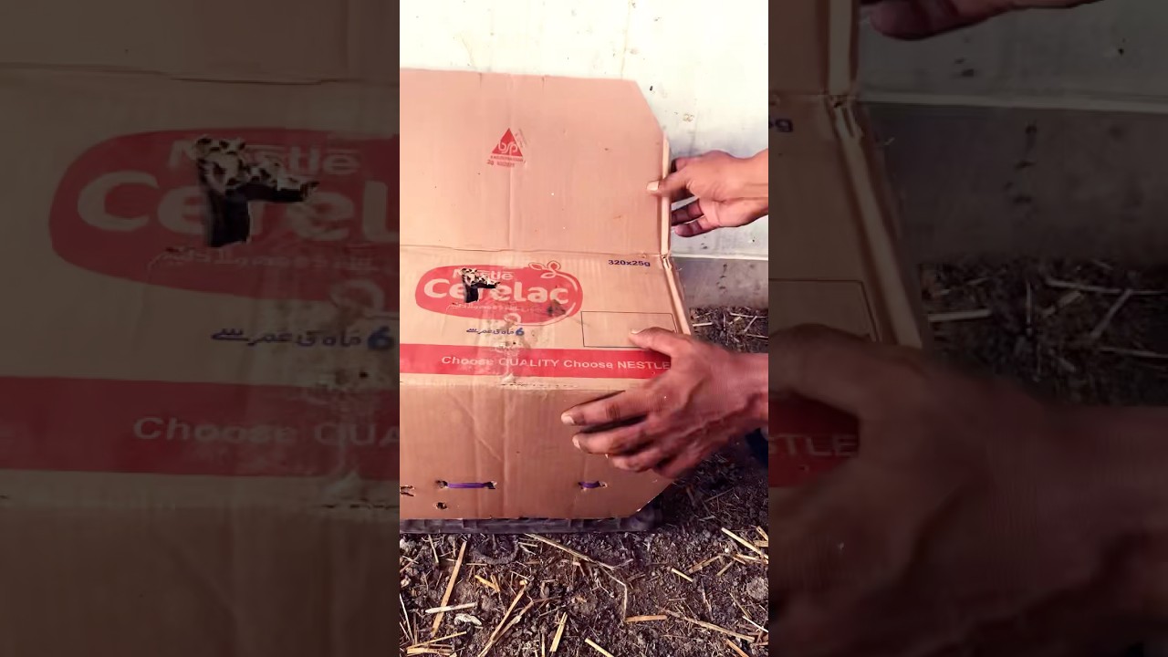 ||How To Make A Cage For Chicks 🐥 At Home 🏡 || #chicks #birds #trendingshorts #shorts