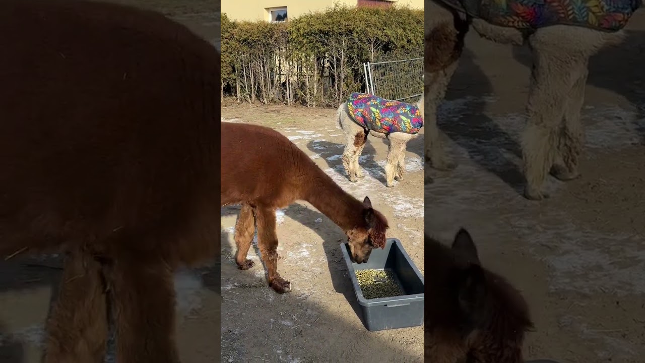 Wypuszczamy ekipę #alpakitotu #wojtkowyje #alpaca #markawlasna 