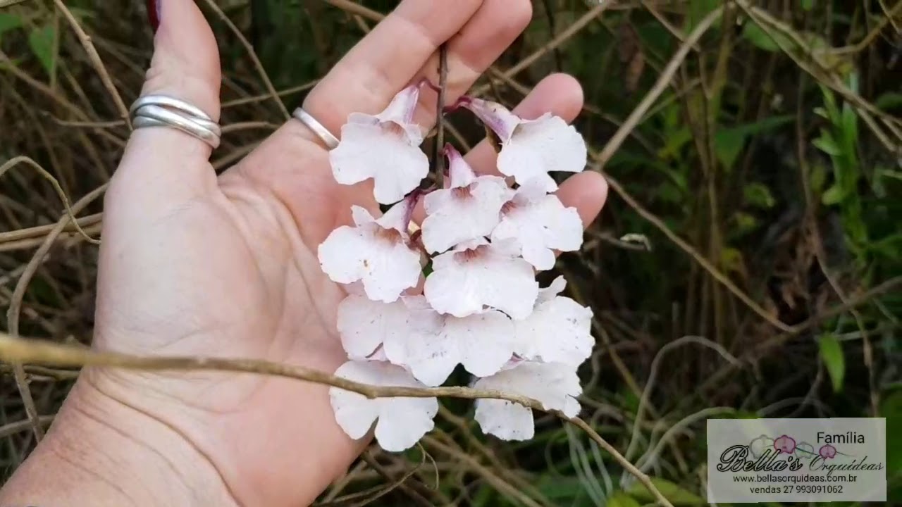 Hábitat das orquídeas rupículas