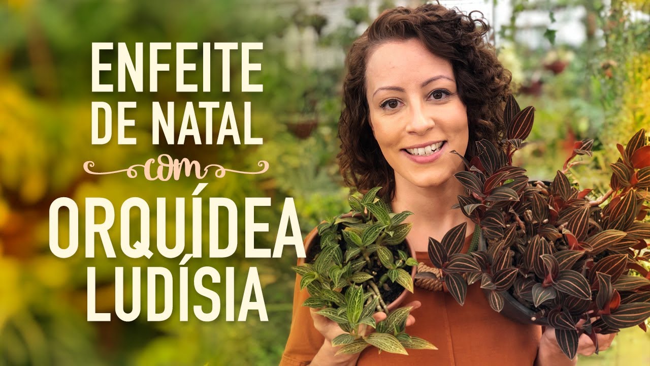 Orquídea-pipoca em arranjo de NATAL