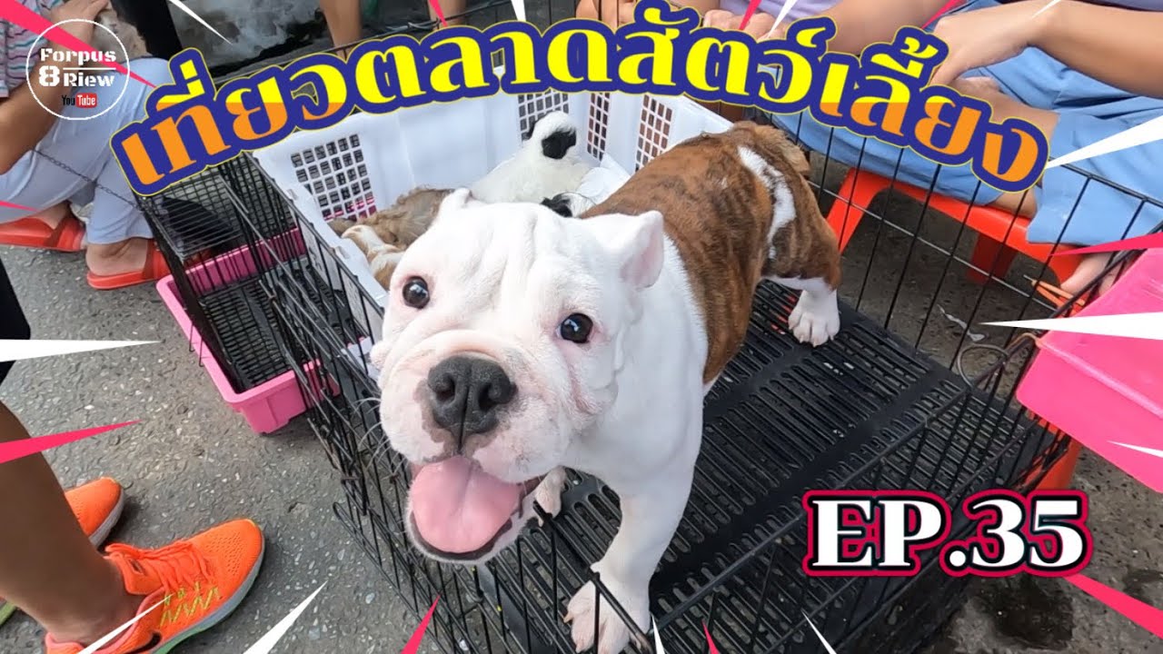 EP.35 เที่ยวตลาดสัตว์เลี้ยง อัพเดท ราคาหมา แมว : Jatujak pets market