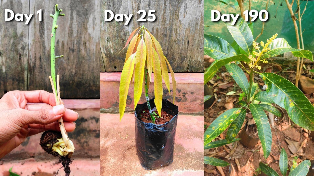 Mango stone grafting & Flowering 1 Year old plant How to graft mango tree