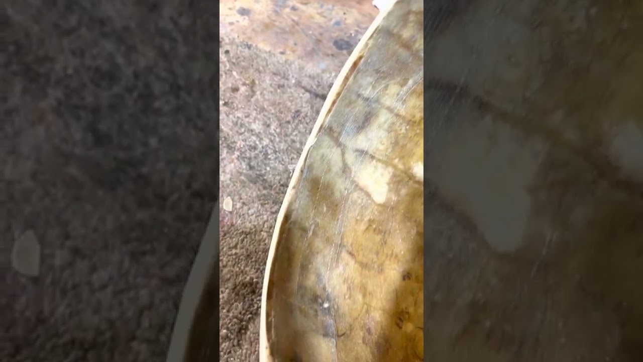 Gourds for gourd banjos