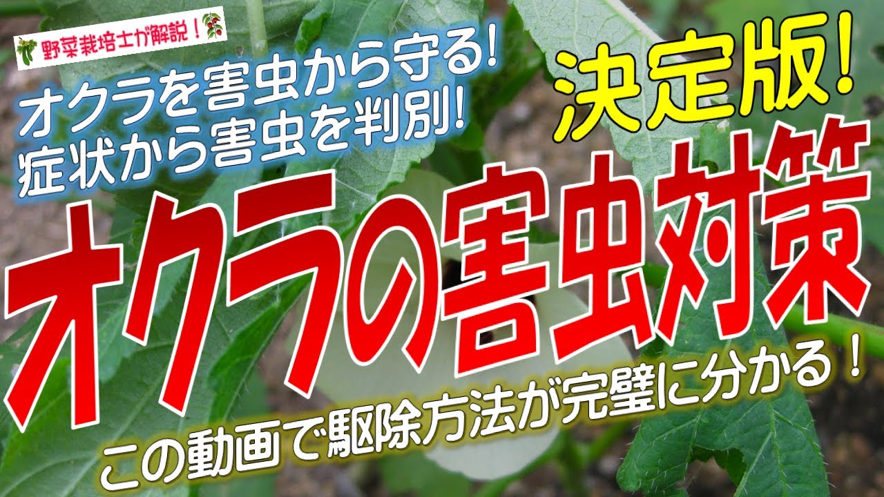 オクラの害虫対策（症状から害虫名を特定できる）害虫の防除と対策を完全解説！