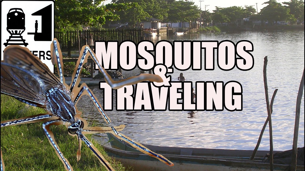 Mosquitos in Brazil: How to Avoid Mosquito Bites While Traveling