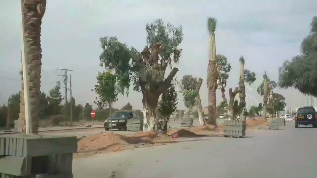 مدينة العين الصفراء تشهد حاليا عملية تشجير و تزيين كبيرة..💚❤️🌳