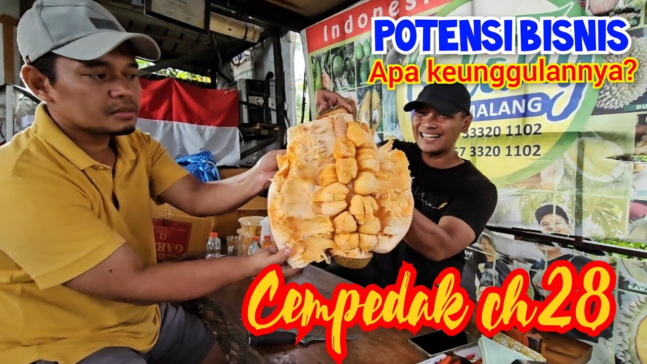 Pilih cempedak Ch28 atau Cempedak king merah Malaysia @getah.nangka #cempedakking