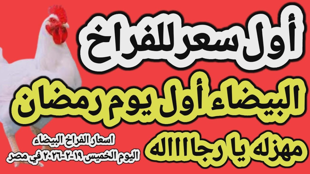 اسعار الفراخ البيضاء اليوم/ سعر الفراخ البيضاء اليوم الخميس ١٩-٢-٢٠٢٦ في مصر جمله وقطاعي