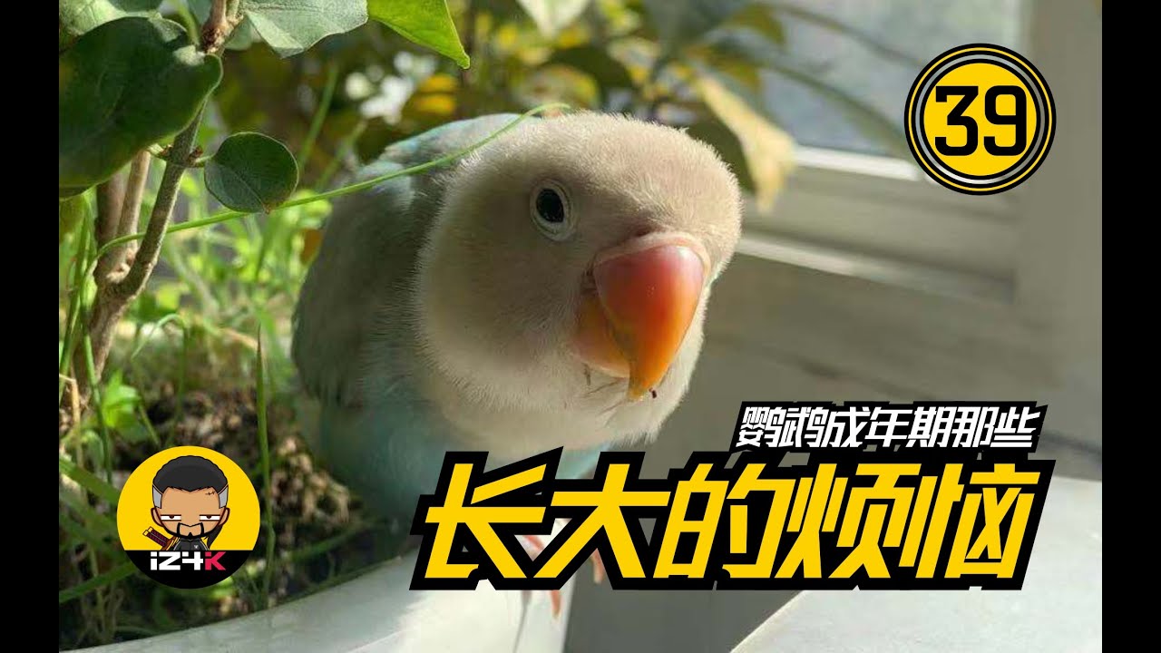 长大的烦恼【#39】手养鹦鹉【成年期】~鹦鹉成年礼~长大后该怎么做 | 鹦鹉饲养 |  鹦鹉训练 |