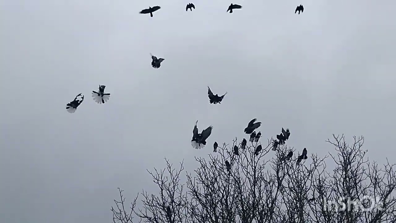 С Новым  годом