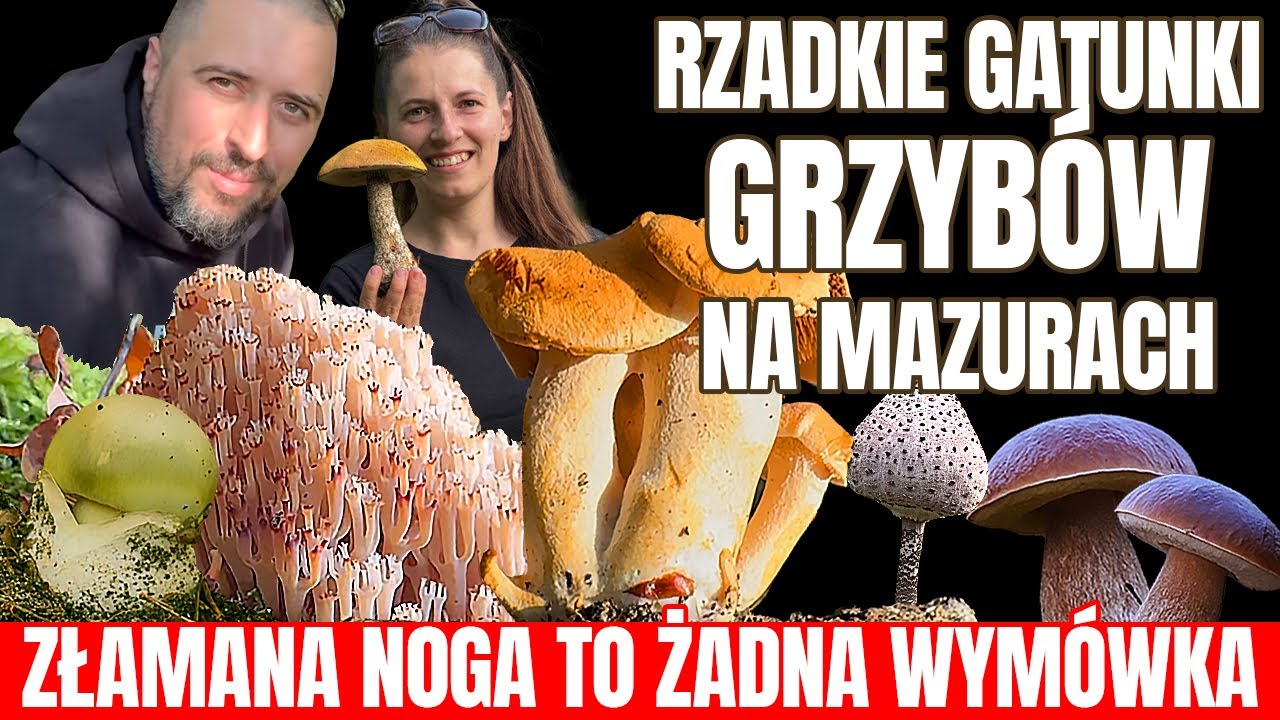 GRZYBY ze złamaną nogą, rzadkie gatunki grzybów na MAZURACH.